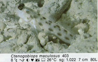 Ctenogobiops maculosus
